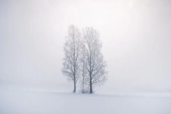 Misty landscape with trees and fog at winter morning in Finland