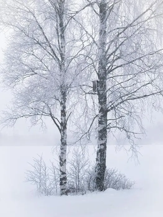 Framed Print : Misty landscape with trees and fog at winter morning in Finland Framed Print : Misty landscape with trees and fog at winter morning in Finland