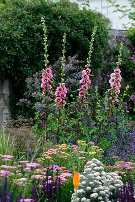 Framed Print : mixed bed, border, perennials, Alcea rosea Halo cerise Framed Print : mixed bed, border, perennials, Alcea rosea Halo cerise