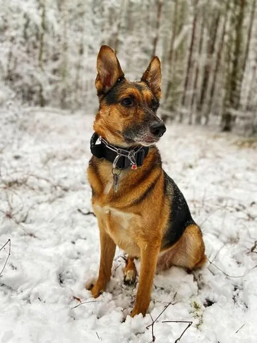 Framed Print : A mixed-breed dog between German shepherd and Labrador Retriever is sitting in a forest with snow Framed Print : A mixed-breed dog between German shepherd and Labrador Retriever is sitting in a forest with snow