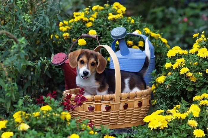 Framed Print : Mixed Breed Puppy In Basket in Garden Framed Print : Mixed Breed Puppy In Basket in Garden