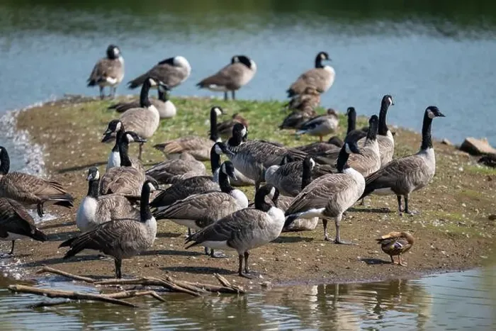 Framed Print : A mixed flock of geese and ducks gathered by the water's edge on a small island in a pool on a nature reserve