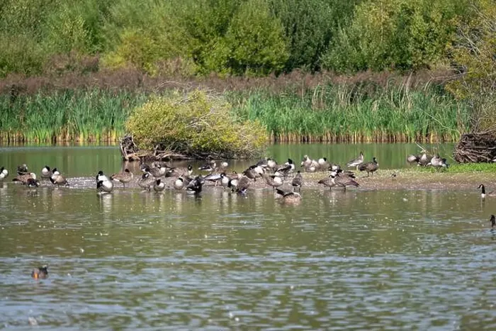 Framed Print : A mixed flock of geese and ducks gathered by the water's edge on a small island in a pool on a nature reserve Framed Print : A mixed flock of geese and ducks gathered by the water's edge on a small island in a pool on a nature reserve