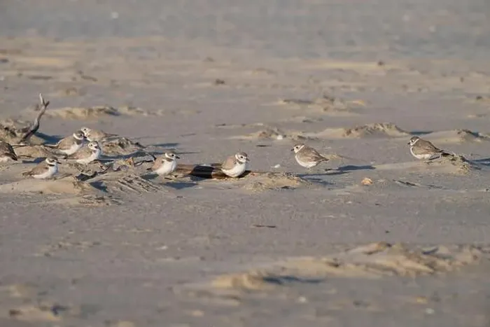 Framed Print : Mixed flock of piping plovers and Snowy plover hiding behind the dune on the beach, Galveston Island, USA Framed Print : Mixed flock of piping plovers and Snowy plover hiding behind the dune on the beach, Galveston Island, USA