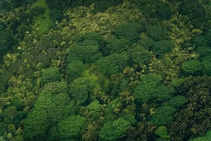 Framed Print : mixed forest in kauai, hawaii. High quality photo Framed Print : mixed forest in kauai, hawaii. High quality photo