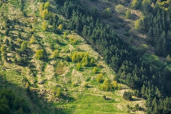 Mixed Green Forest Growing On A Hillside Mountain In Summer Season In Kazbegi District, Mtskheta-Mtianeti Region, Georgia, Top View, Aerial View