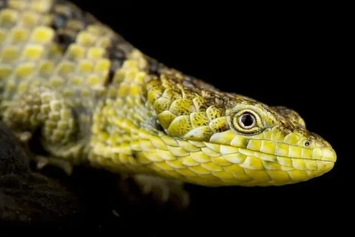 Framed Print : Mixtecan arboreal alligator lizard (Abronia mixteca) Framed Print : Mixtecan arboreal alligator lizard (Abronia mixteca)