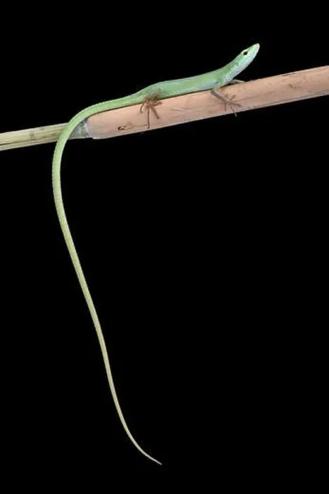 Framed Print : Miyako grass lizard (Takydromus toyamai) Framed Print : Miyako grass lizard (Takydromus toyamai)