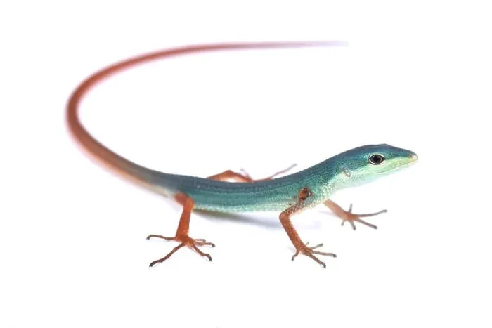 Framed Print : Miyako grass lizard (Takydromus toyamai) Framed Print : Miyako grass lizard (Takydromus toyamai)