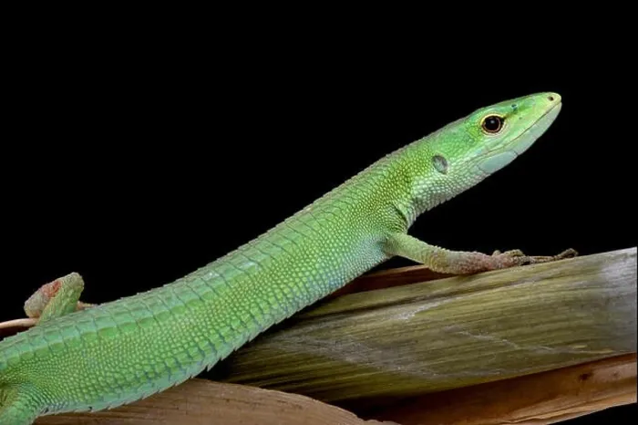 Framed Print : Miyako Grass Lizard (Takydromus toyamai) Framed Print : Miyako Grass Lizard (Takydromus toyamai)