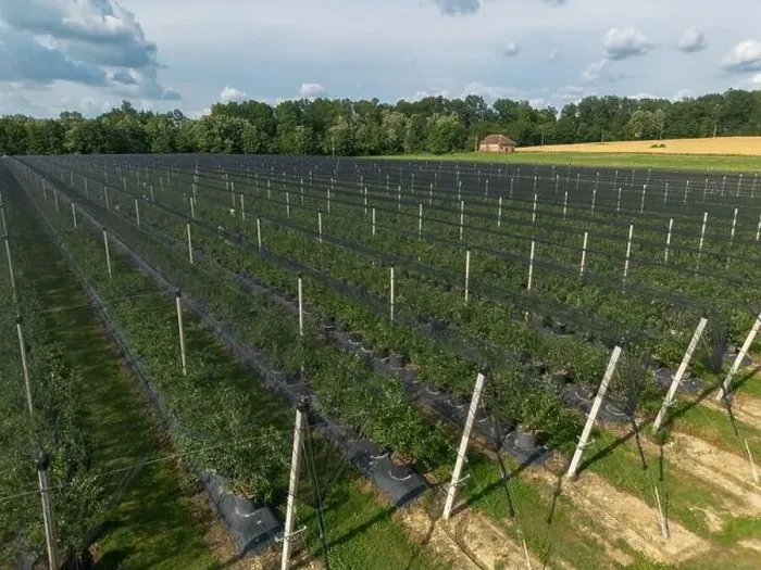 Framed Print : Modern Blueberry Orchard with Anti-hail nets Framed Print : Modern Blueberry Orchard with Anti-hail nets