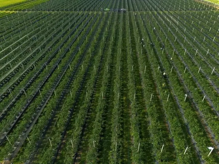 Framed Print : Modern Blueberry Orchard with Anti-hail nets Framed Print : Modern Blueberry Orchard with Anti-hail nets