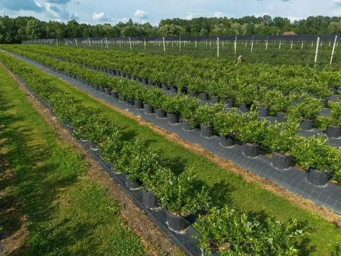 Framed Print : Modern Blueberry Orchard with Anti-hail nets Framed Print : Modern Blueberry Orchard with Anti-hail nets