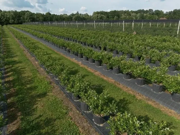 Framed Print : Modern Blueberry Orchard with Anti-hail nets Framed Print : Modern Blueberry Orchard with Anti-hail nets