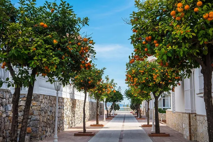 Framed Print : Modern Street lined with orange trees filled with fruit in January in Nerja on the Coast of Andalucia Spain Framed Print : Modern Street lined with orange trees filled with fruit in January in Nerja on the Coast of Andalucia Spain