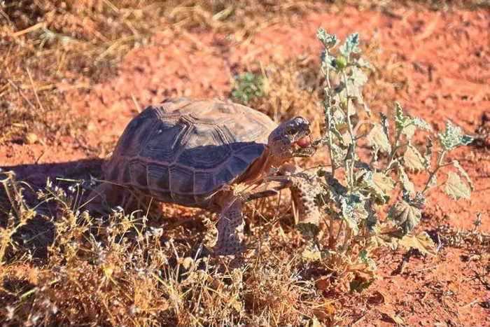 Framed Print : Mojave Desert Tortoise, Gopherus Agassizii Framed Print : Mojave Desert Tortoise, Gopherus Agassizii