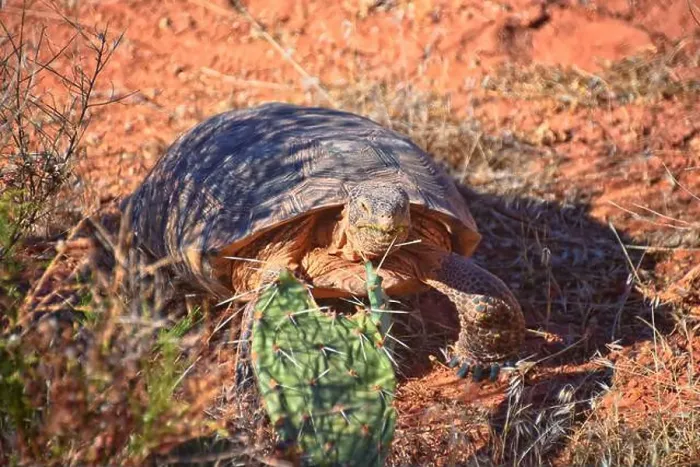 Framed Print : Mojave Desert Tortoise, Gopherus Agassizii Framed Print : Mojave Desert Tortoise, Gopherus Agassizii