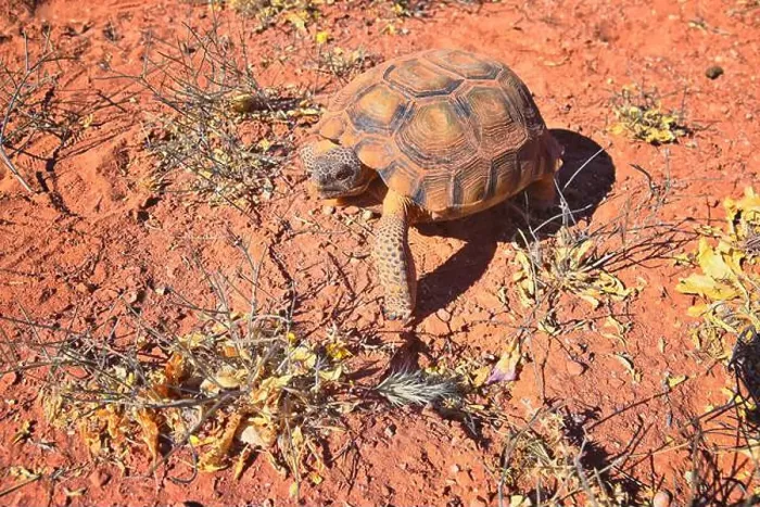 Framed Print : Mojave Desert Tortoise, Gopherus Agassizii Framed Print : Mojave Desert Tortoise, Gopherus Agassizii