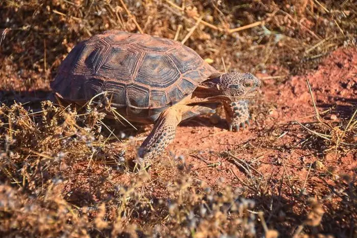 Framed Print : Mojave Desert Tortoise, Gopherus Agassizii