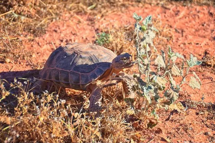 Framed Print : Mojave Desert Tortoise, Gopherus Agassizii Framed Print : Mojave Desert Tortoise, Gopherus Agassizii