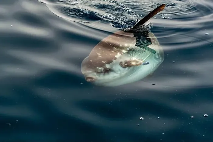 Framed Print : A Mola mola sun fish on sea surface while eating velella jellyfish Framed Print : A Mola mola sun fish on sea surface while eating velella jellyfish