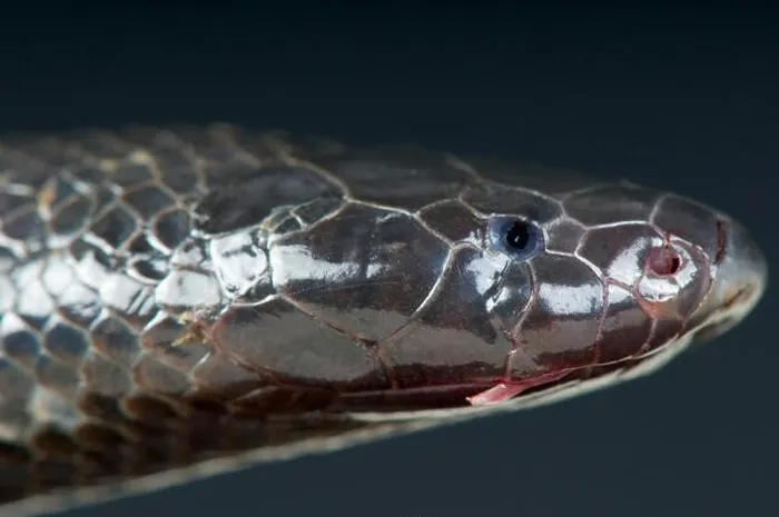 Framed Print : Mole snake / Atractaspis corpulenta Framed Print : Mole snake / Atractaspis corpulenta