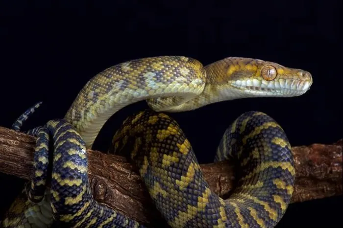 Framed Print : The Moluccan python (Simalia clastolepis) is endemic to the Maluku islands, part of Indonesia Framed Print : The Moluccan python (Simalia clastolepis) is endemic to the Maluku islands, part of Indonesia