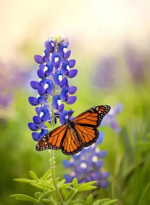 Framed Print : Monarch butterfly (Danaus plexippus) on Texas Bluebonnet flower (Lupinus texensis) Framed Print : Monarch butterfly (Danaus plexippus) on Texas Bluebonnet flower (Lupinus texensis)