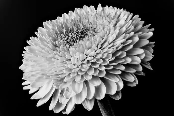Framed Print : Monchrome black and white floral fine art still life detailed macro of a single isolated gerbera blossom on black Framed Print : Monchrome black and white floral fine art still life detailed macro of a single isolated gerbera blossom on black