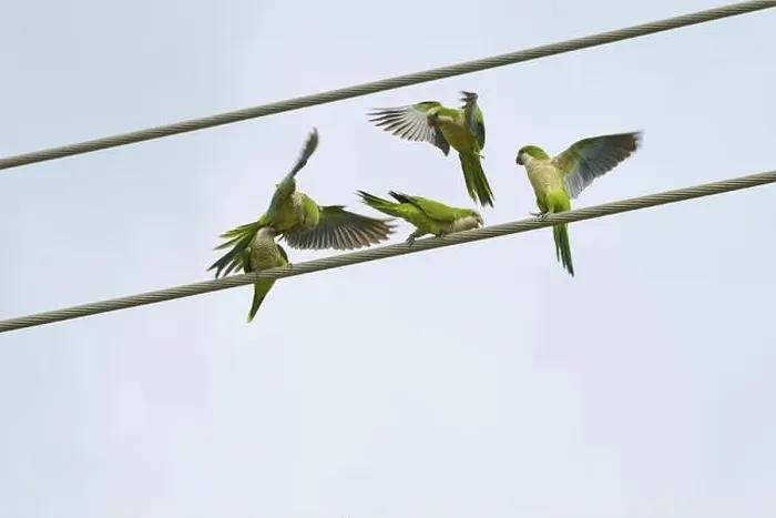 Framed Print : Monk parakeet (Myiopsitta monachus)