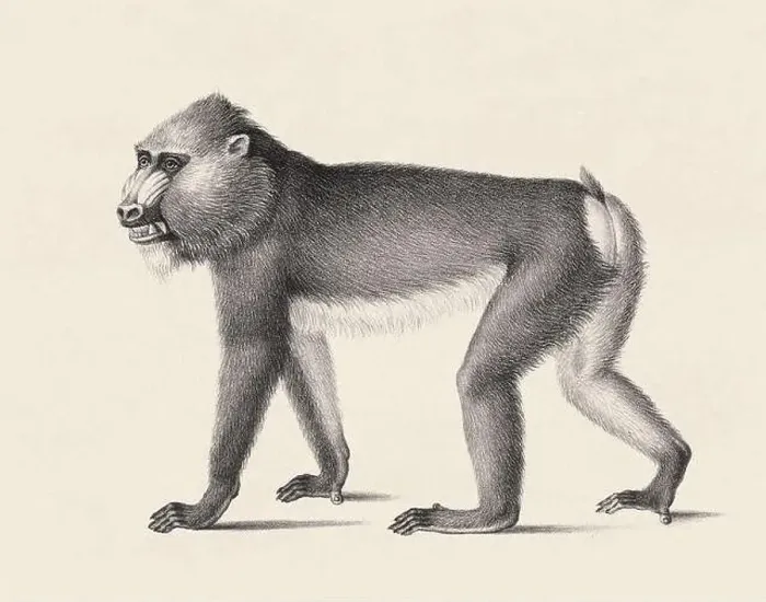 Framed Print : Monkey illustration. Pencil sketch of a monkey isolated on an aged beige background Framed Print : Monkey illustration. Pencil sketch of a monkey isolated on an aged beige background