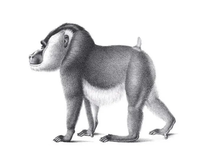 Framed Print : Monkey illustration. Pencil sketch of a monkey isolated on a plain white background Framed Print : Monkey illustration. Pencil sketch of a monkey isolated on a plain white background
