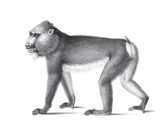 Framed Print : Monkey illustration. Pencil sketch of a monkey isolated on a plain white background Framed Print : Monkey illustration. Pencil sketch of a monkey isolated on a plain white background