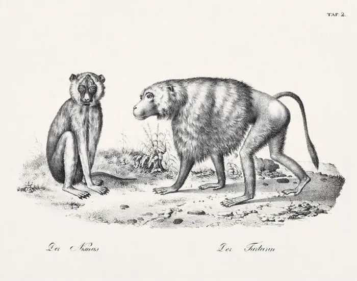Framed Print : Monkey Illustration. Zoological Lithography. Natural History Art Framed Print : Monkey Illustration. Zoological Lithography. Natural History Art