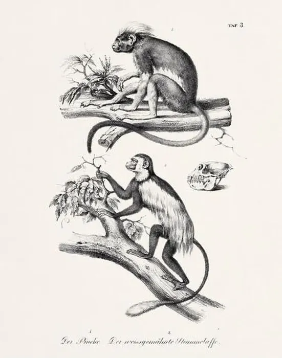 Framed Print : Monkey Illustration. Zoological Lithography. Natural History Art Framed Print : Monkey Illustration. Zoological Lithography. Natural History Art