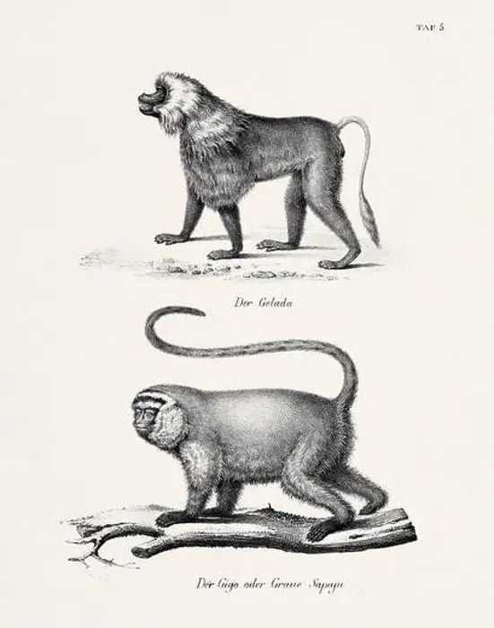 Framed Print : Monkey Illustration. Zoological Lithography. Natural History Art Framed Print : Monkey Illustration. Zoological Lithography. Natural History Art