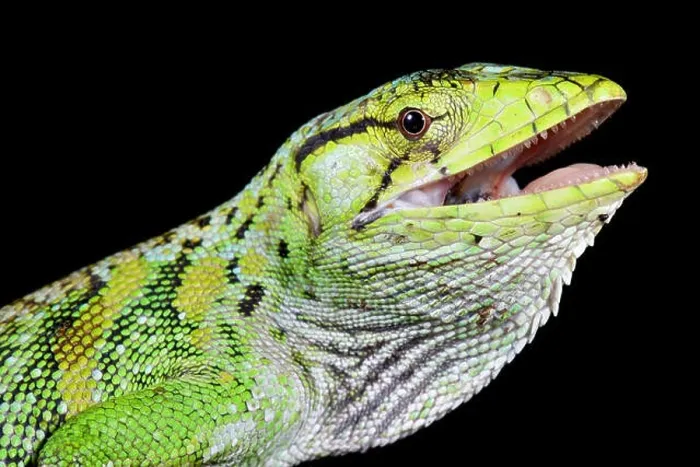 Framed Print : Monkey lizard, polychrus marmoratus Framed Print : Monkey lizard, polychrus marmoratus