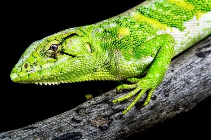 Framed Print : Monkey lizard (Polychrus marmoratus) Framed Print : Monkey lizard (Polychrus marmoratus)