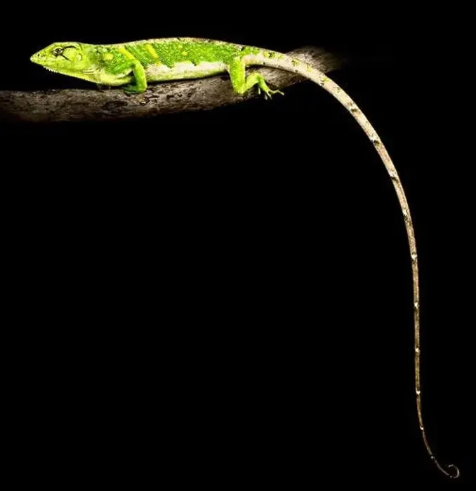 Framed Print : Monkey lizard (Polychrus marmoratus) Framed Print : Monkey lizard (Polychrus marmoratus)