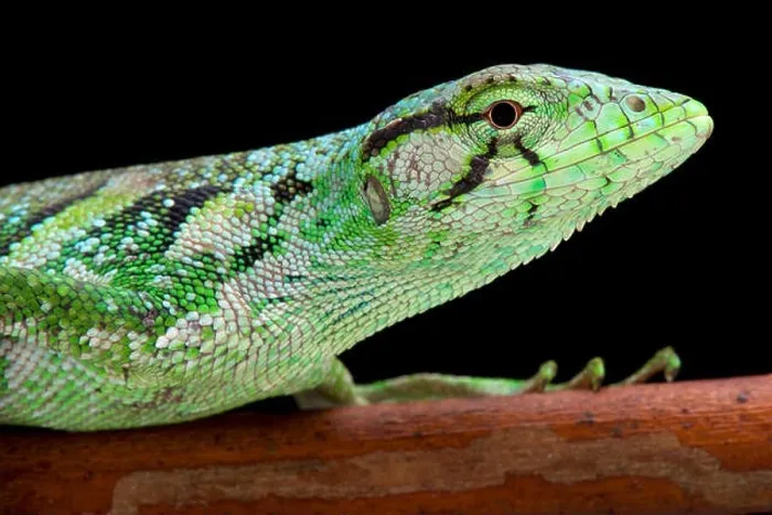 Framed Print : Monkey lizard, Polychrus marmoratus, Suriname Framed Print : Monkey lizard, Polychrus marmoratus, Suriname