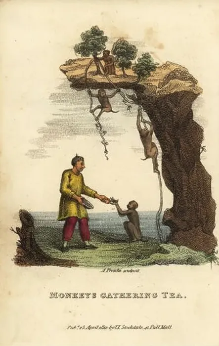 Framed Print : Monkeys gathering leaves from tea bushes high on a mountain and delivering them to their master Framed Print : Monkeys gathering leaves from tea bushes high on a mountain and delivering them to their master