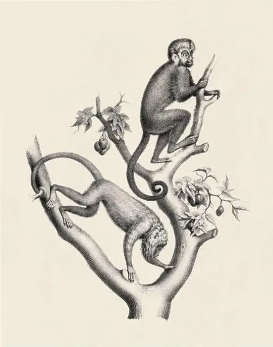 Framed Print : Monkeys illustration. Pencil sketch of monkeys isolated on an aged beige background Framed Print : Monkeys illustration. Pencil sketch of monkeys isolated on an aged beige background