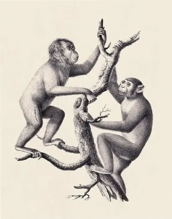 Framed Print : Monkeys illustration. Pencil sketch of monkeys isolated on an aged beige background Framed Print : Monkeys illustration. Pencil sketch of monkeys isolated on an aged beige background