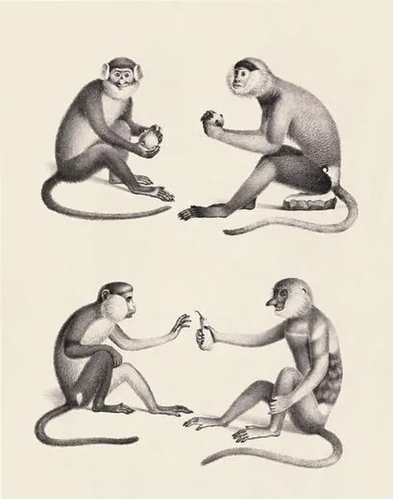 Framed Print : Monkeys illustration. Pencil sketch of monkeys isolated on an aged beige background Framed Print : Monkeys illustration. Pencil sketch of monkeys isolated on an aged beige background