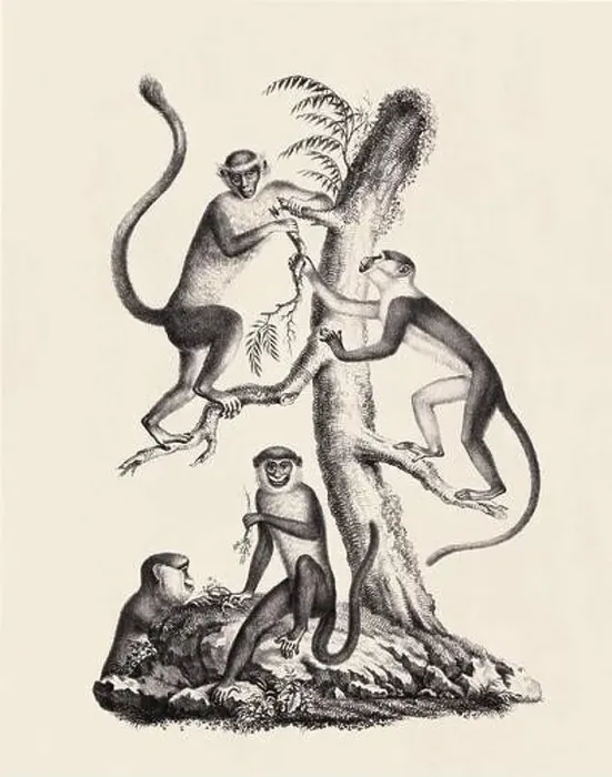 Framed Print : Monkeys illustration. Pencil sketch of monkeys isolated on an aged beige background Framed Print : Monkeys illustration. Pencil sketch of monkeys isolated on an aged beige background
