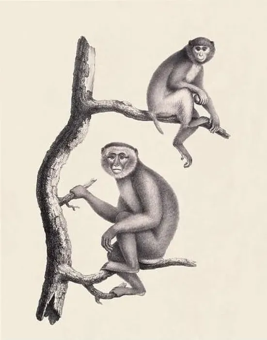 Framed Print : Monkeys illustration. Pencil sketch of monkeys isolated on an aged beige background Framed Print : Monkeys illustration. Pencil sketch of monkeys isolated on an aged beige background