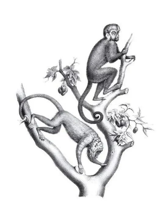 Framed Print : Monkeys illustration. Pencil sketch of monkeys isolated on a plain white background Framed Print : Monkeys illustration. Pencil sketch of monkeys isolated on a plain white background