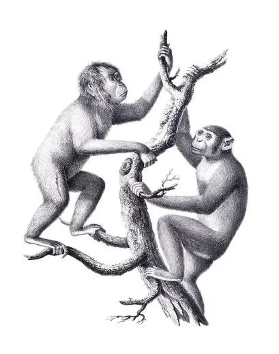 Framed Print : Monkeys illustration. Pencil sketch of monkeys isolated on a plain white background Framed Print : Monkeys illustration. Pencil sketch of monkeys isolated on a plain white background