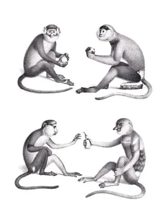 Framed Print : Monkeys illustration. Pencil sketch of monkeys isolated on a plain white background Framed Print : Monkeys illustration. Pencil sketch of monkeys isolated on a plain white background
