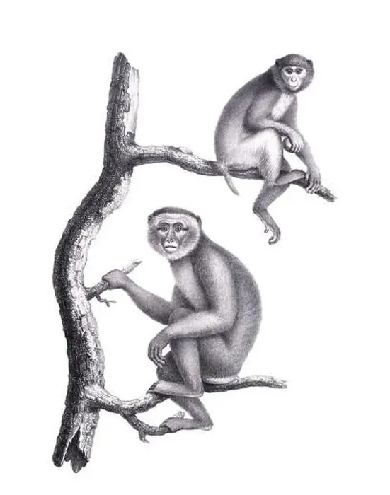 Framed Print : Monkeys illustration. Pencil sketch of monkeys isolated on a plain white background Framed Print : Monkeys illustration. Pencil sketch of monkeys isolated on a plain white background